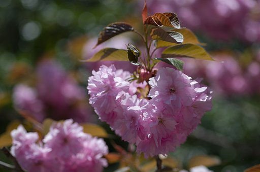 SIGMA MACRO 70mm F2.8