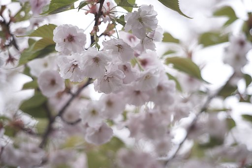 Dynarex 90mm F3.4