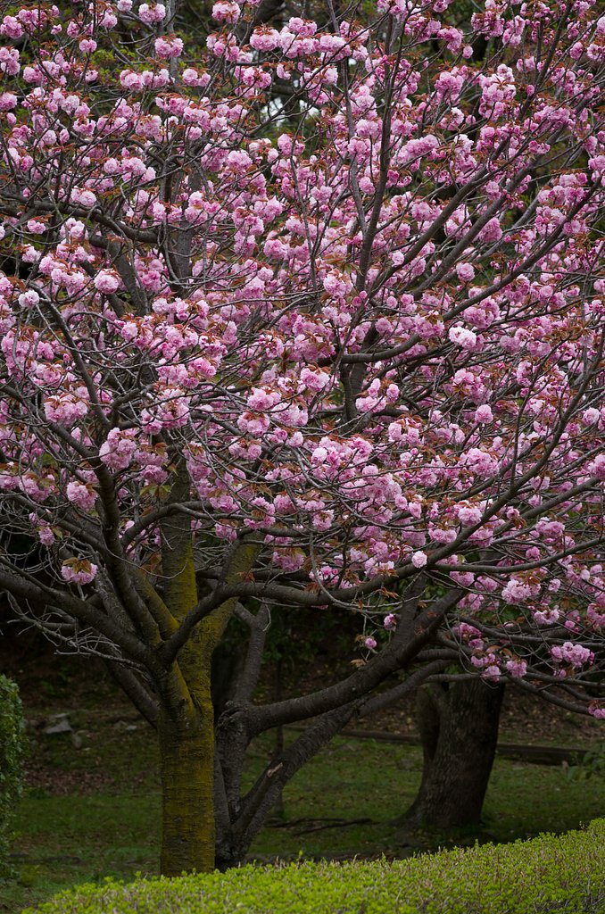 八重桜