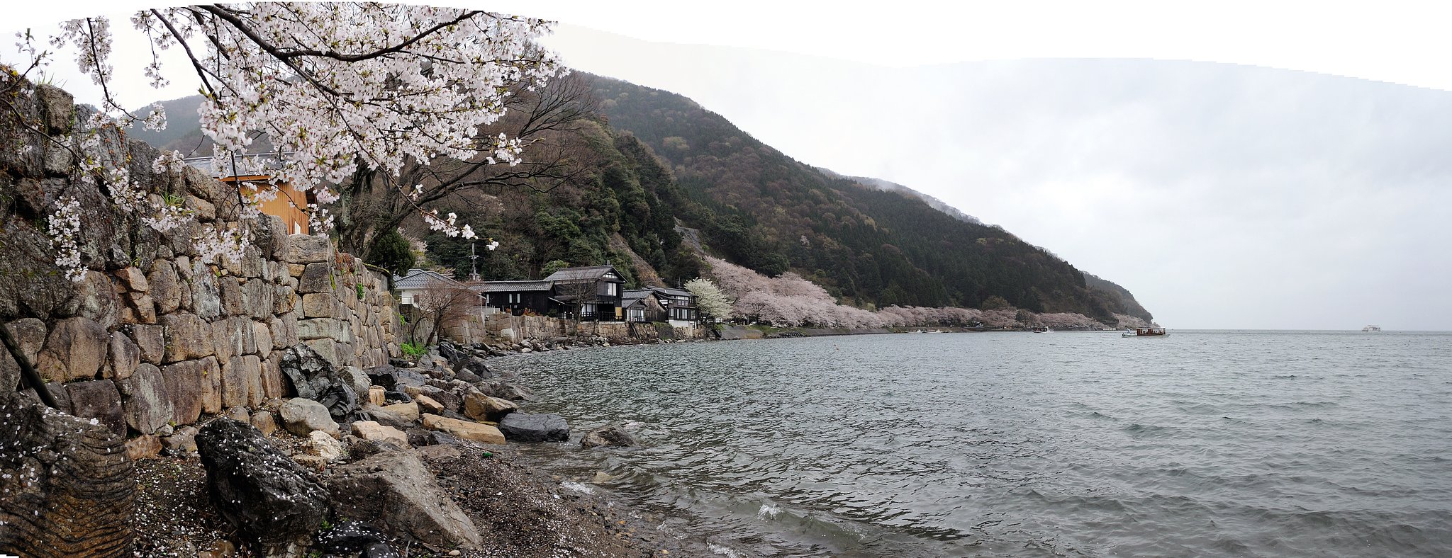 桜　サクラ　さくら