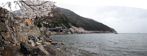 桜　サクラ　さくら
