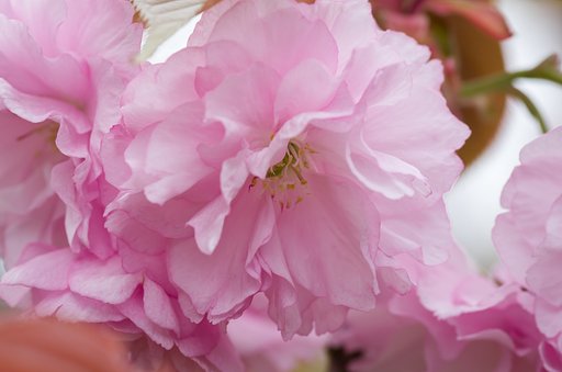 PENTAX-D FA MACRO 100mmF2.8 