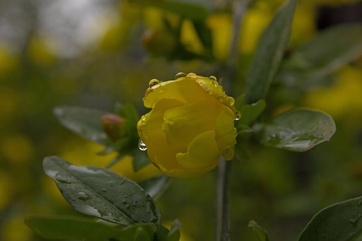 春雨の朝