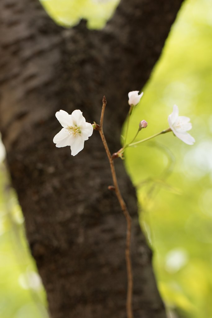 EF100mm F2.8 L MACRO IS USM