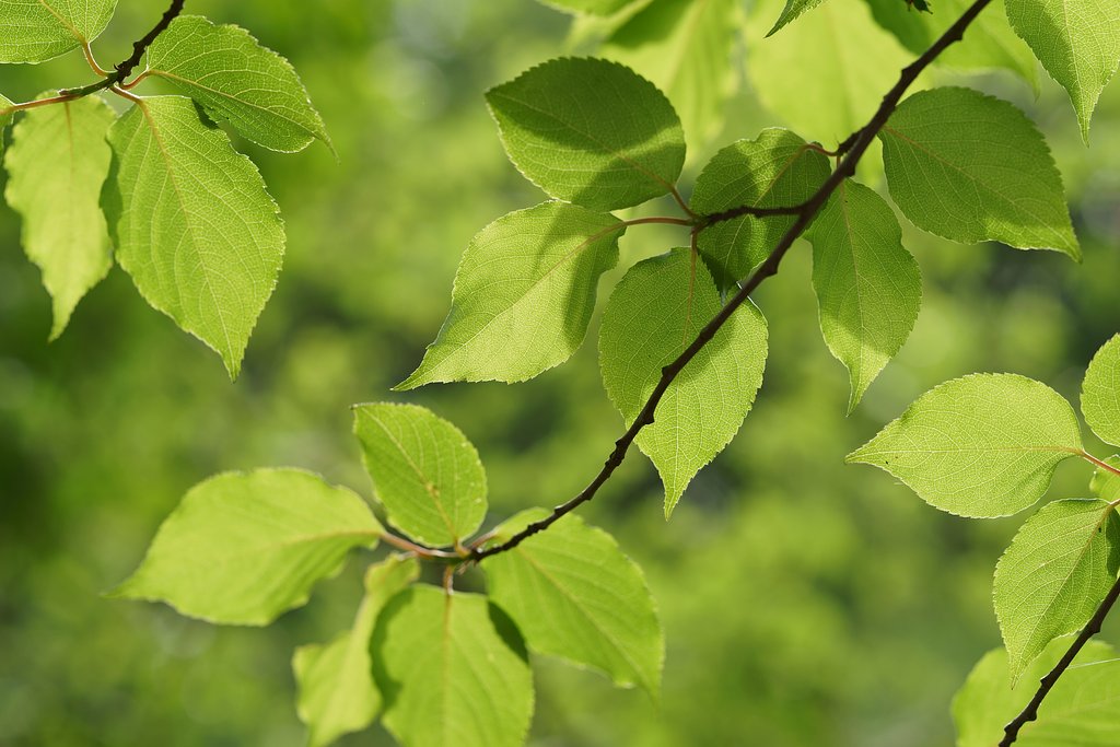 Otus 85mm F1.4 ZF2
