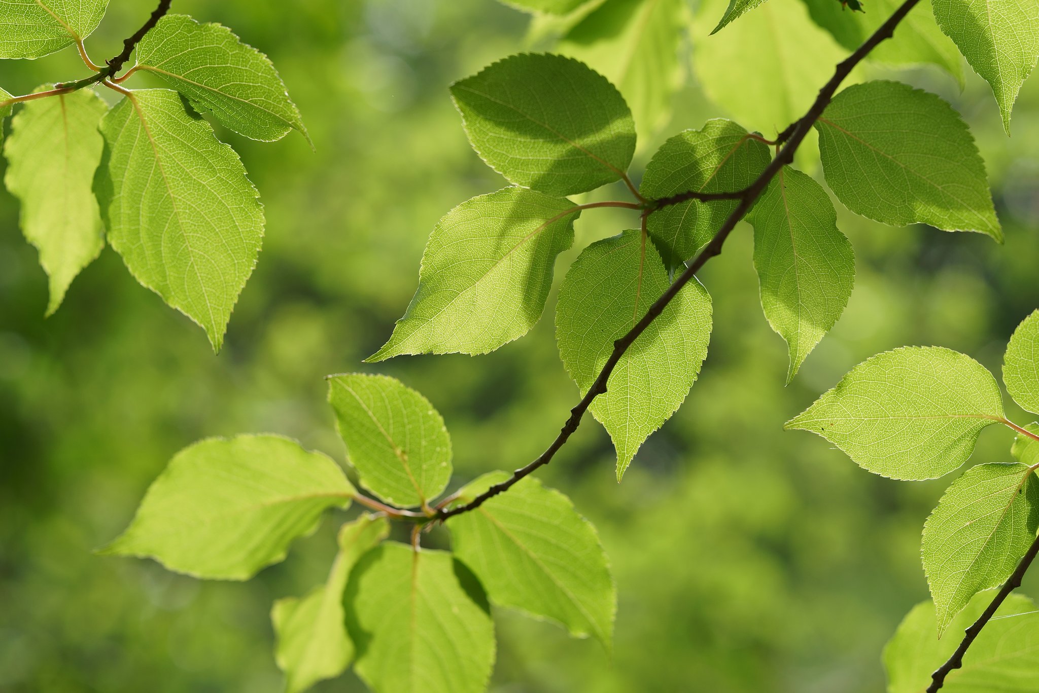 Otus 85mm F1.4 ZF2