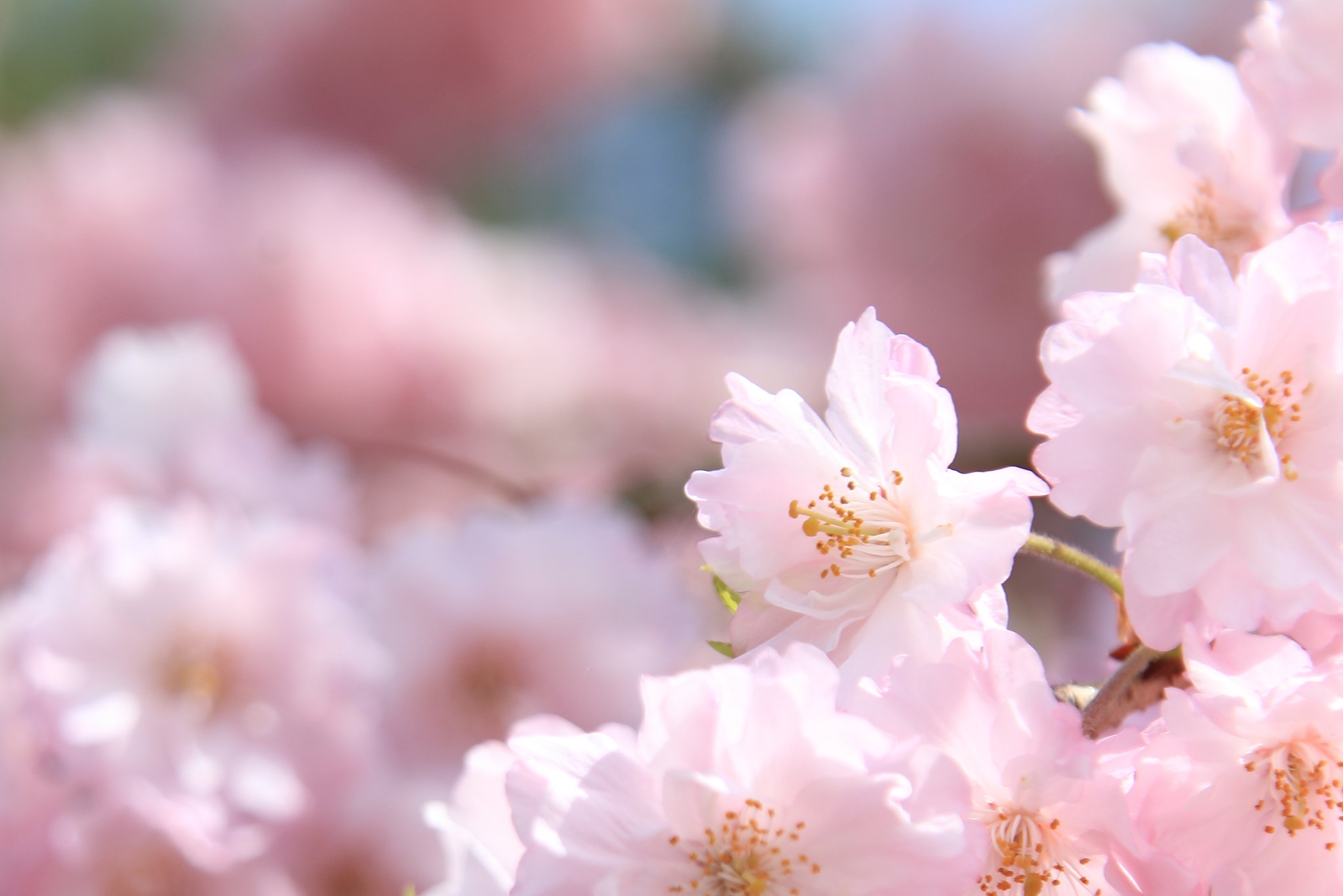 そろそろおしまい（今年の桜）