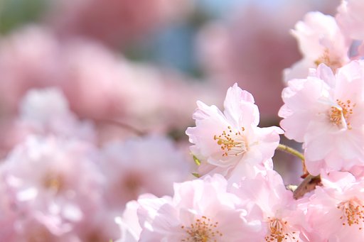 そろそろおしまい（今年の桜）