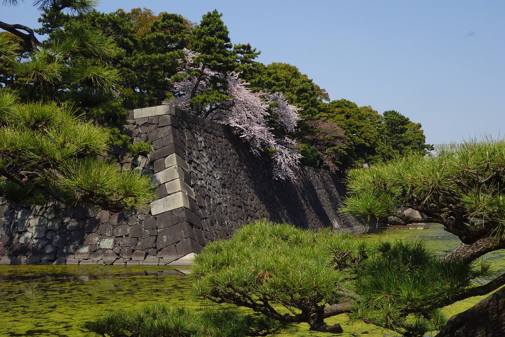 皇居周辺の桜