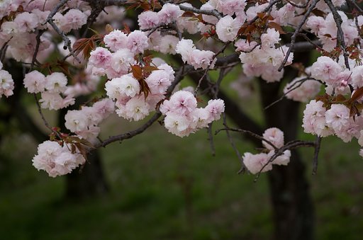 八重桜