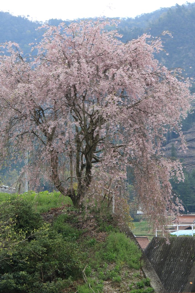 お化け桜