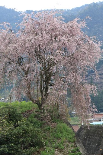 お化け桜