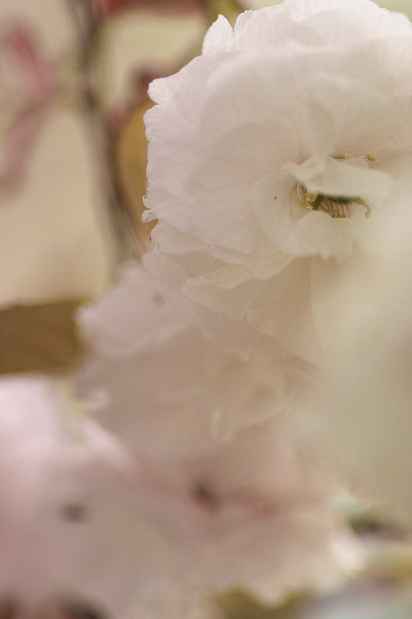 α100mmF2.8マクロ
