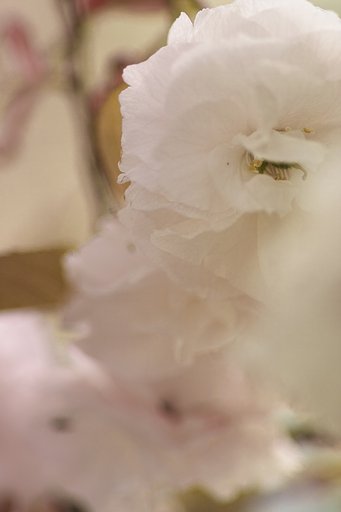 α100mmF2.8マクロ