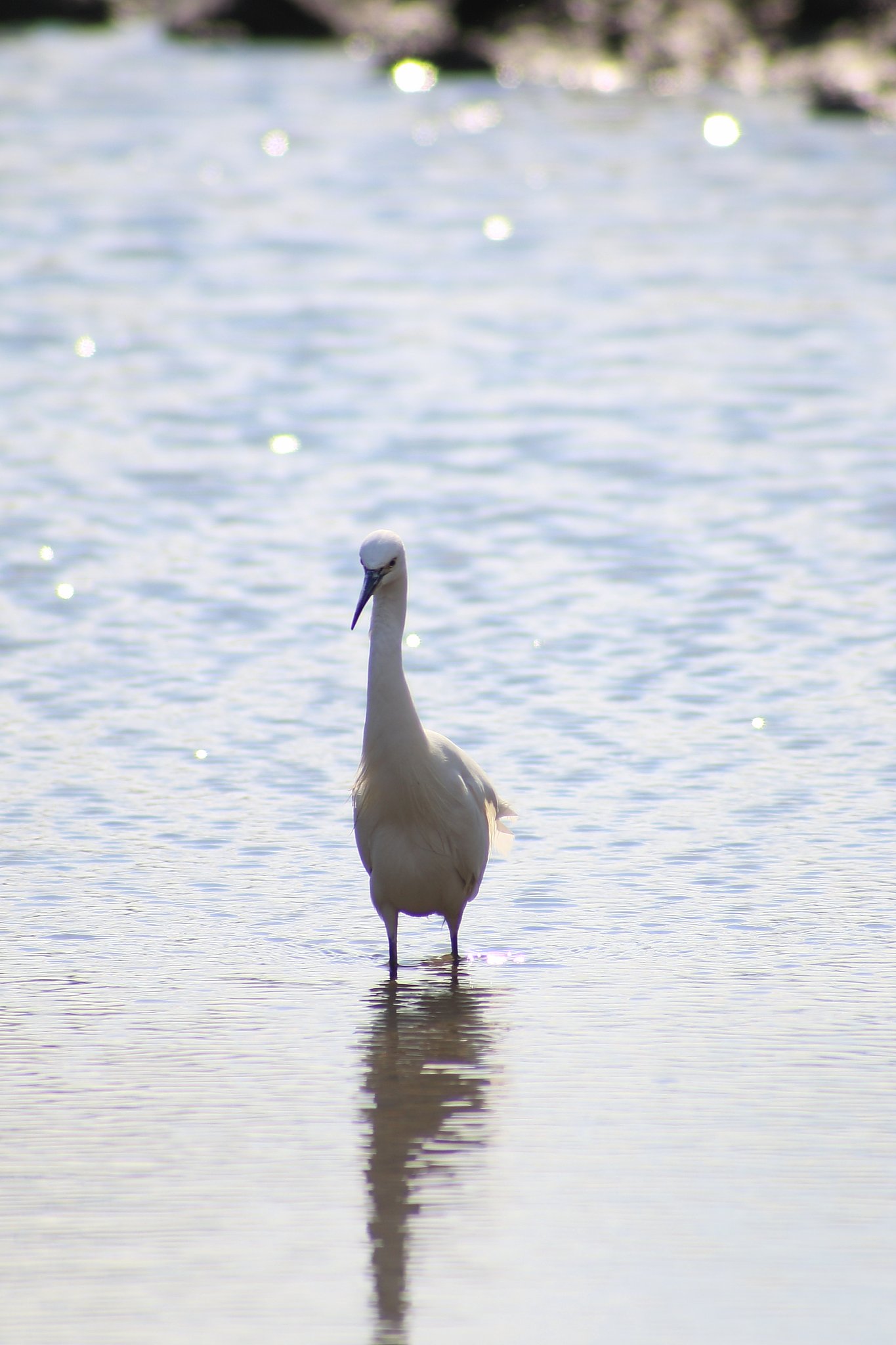 【影あそび】水鳥
