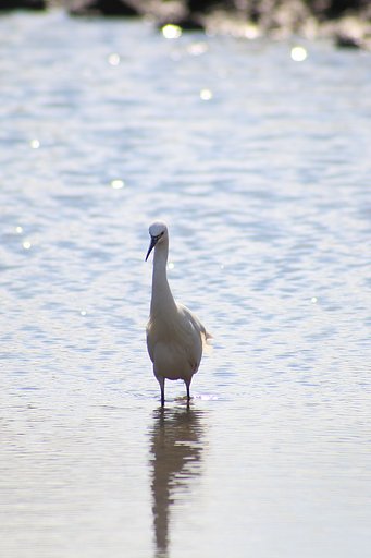 【影あそび】水鳥