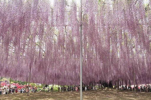 藤の瀑布