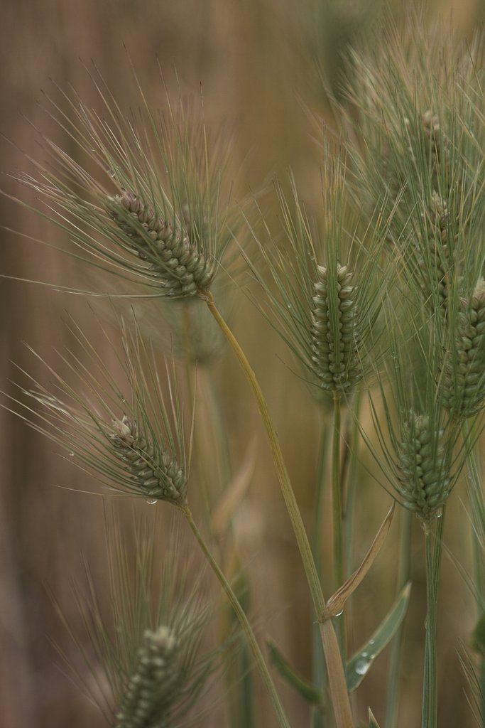ZUIKO AUTO-MACRO 135mm 1:4.5
