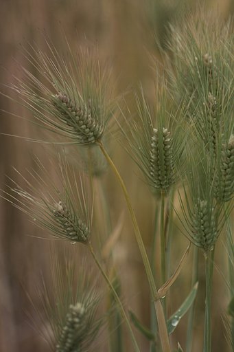 ZUIKO AUTO-MACRO 135mm 1:4.5