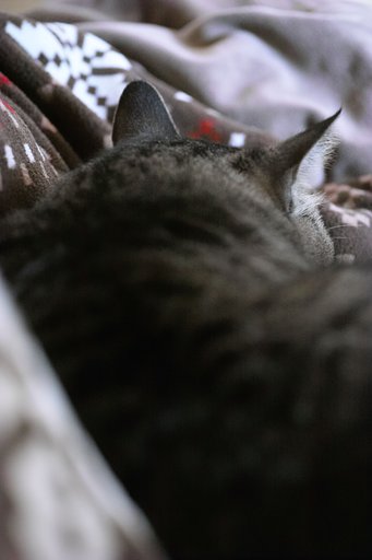 ISO 1600