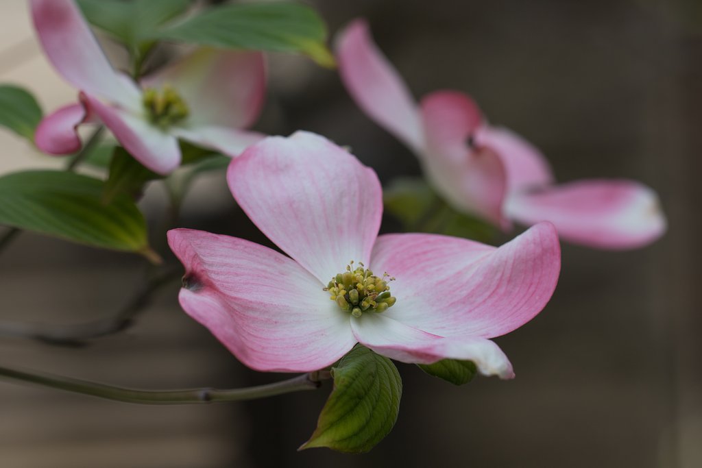 EF100mm F2.8 L MACRO IS USM
