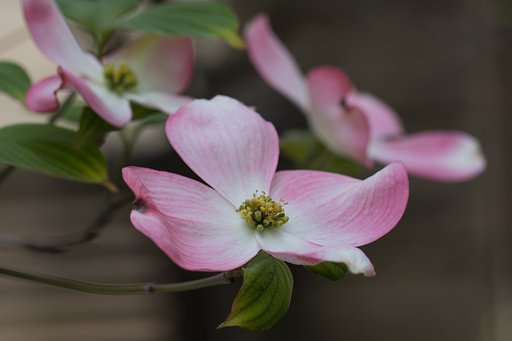 EF100mm F2.8 L MACRO IS USM