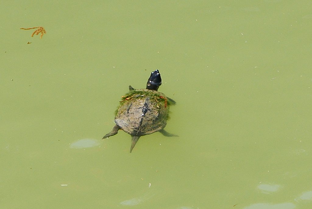 カメ