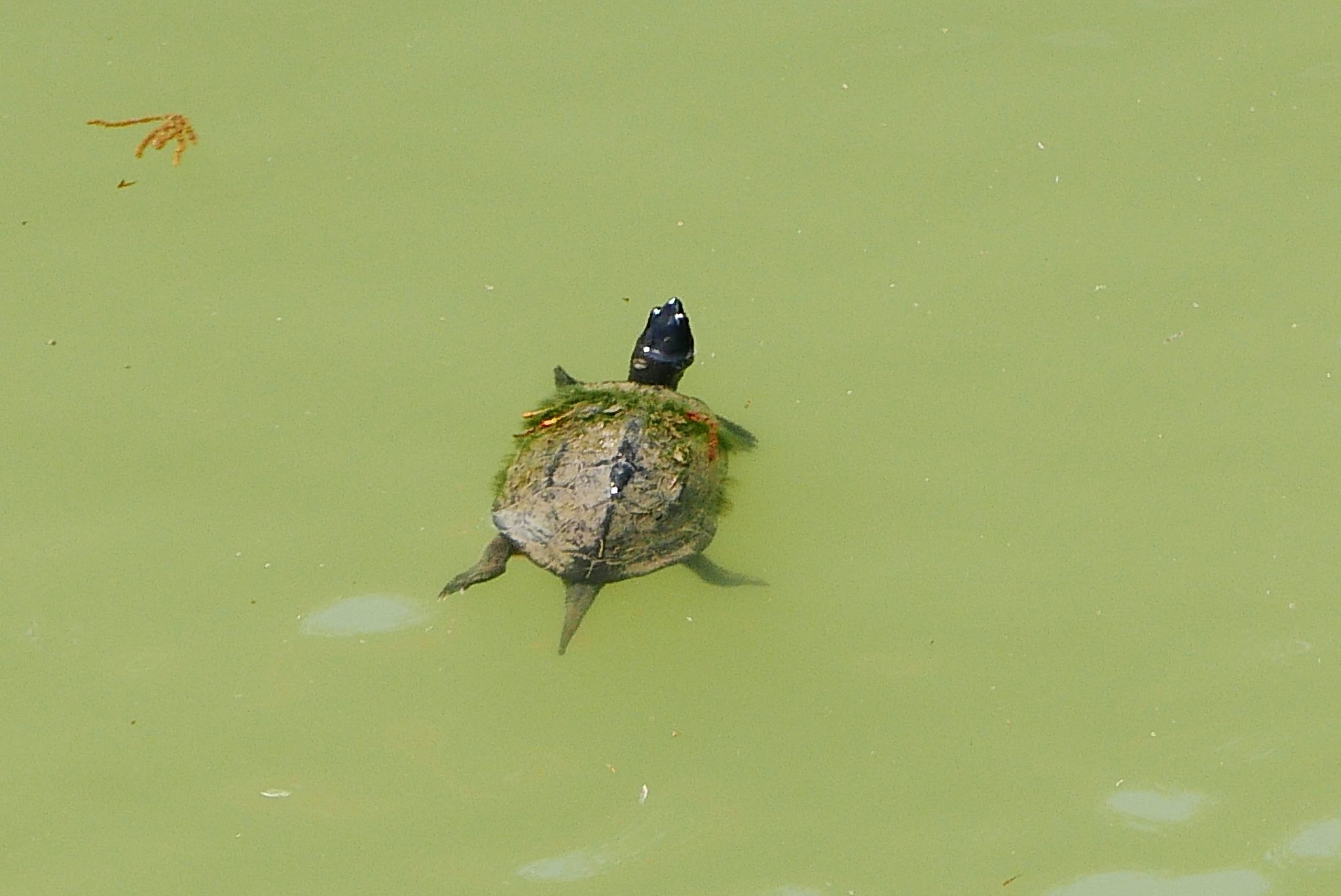 カメ