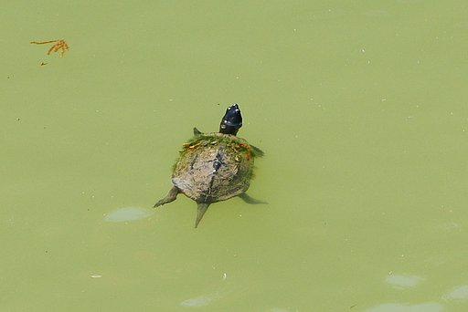 カメ
