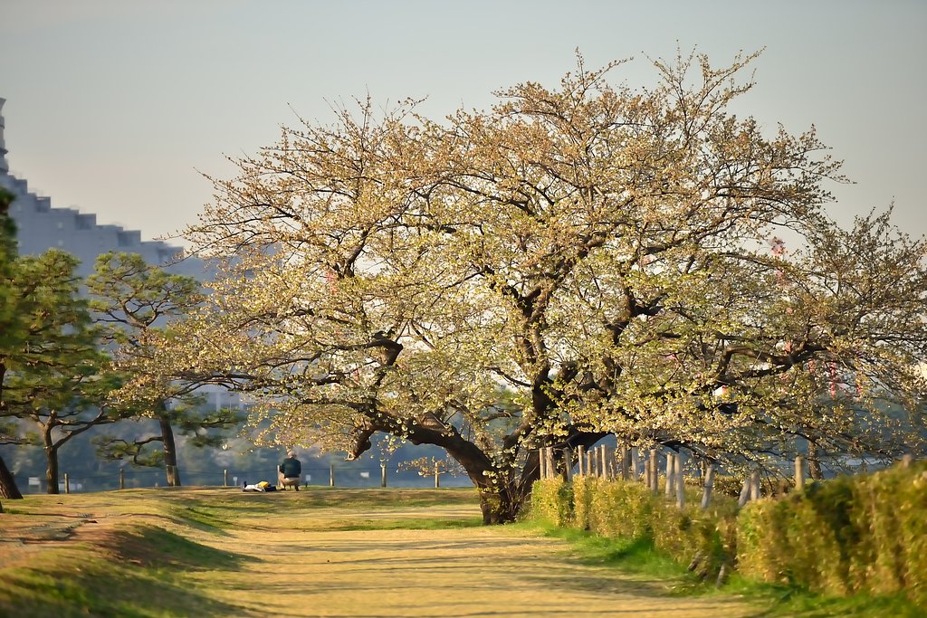 台場の桜