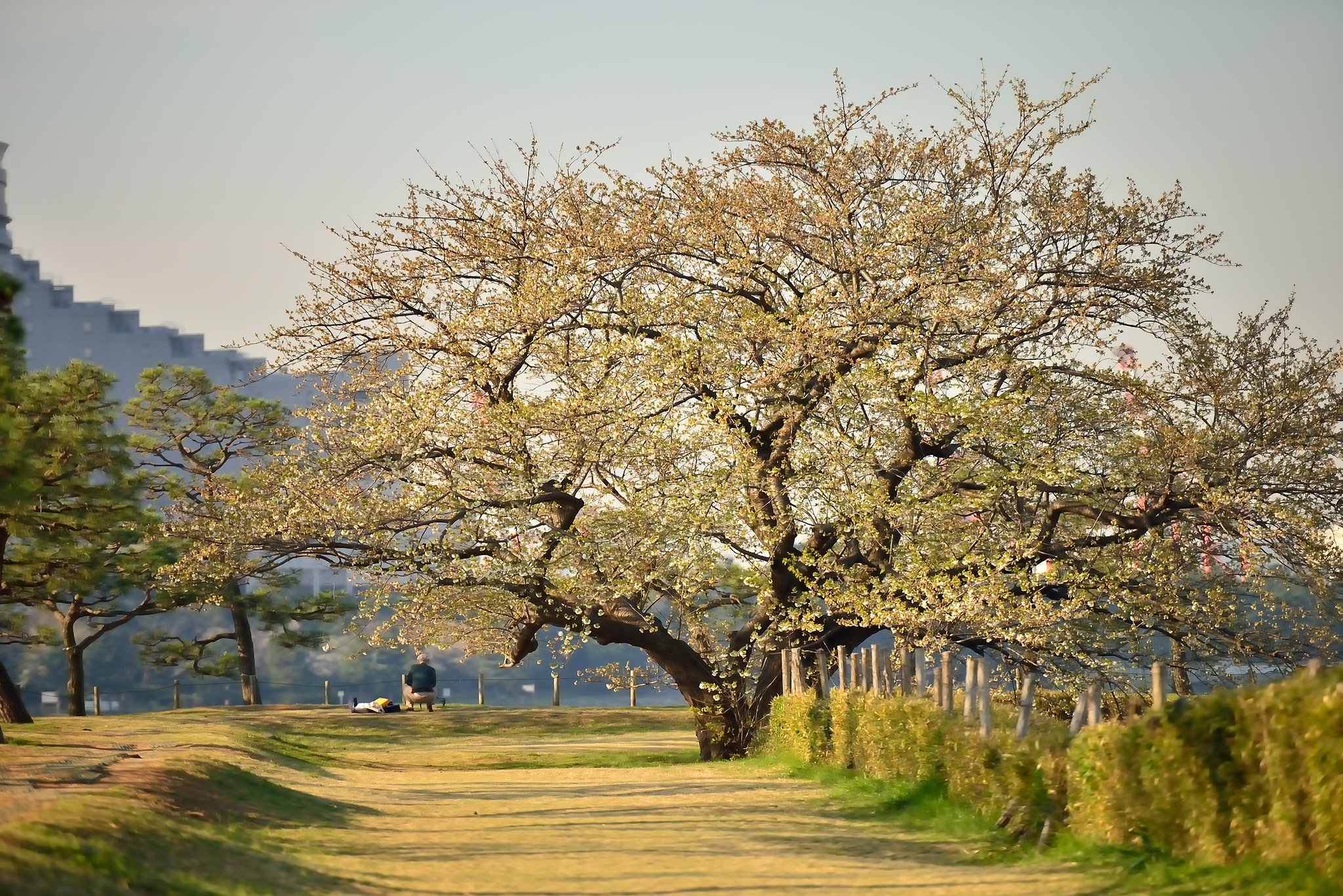 台場の桜