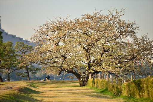 台場の桜