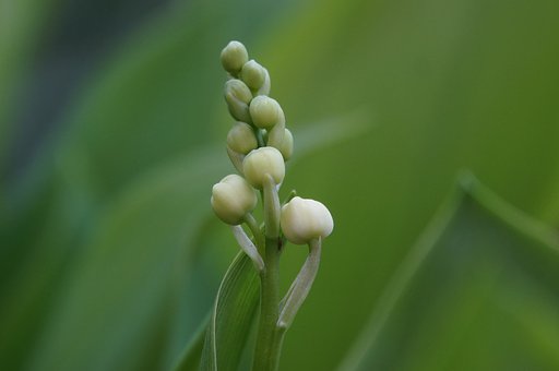 白い可愛い蕾
