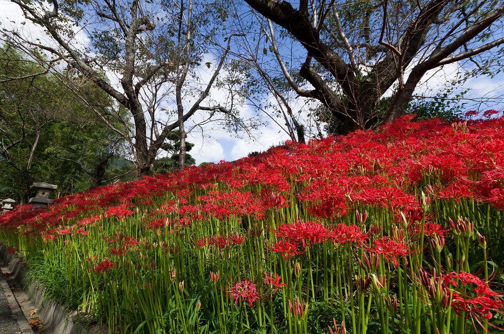 SIGMA 10-20mm F4-5.6 