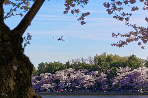 DC のお花見風景