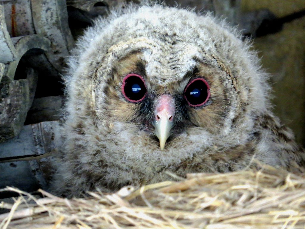 フクロウの雛