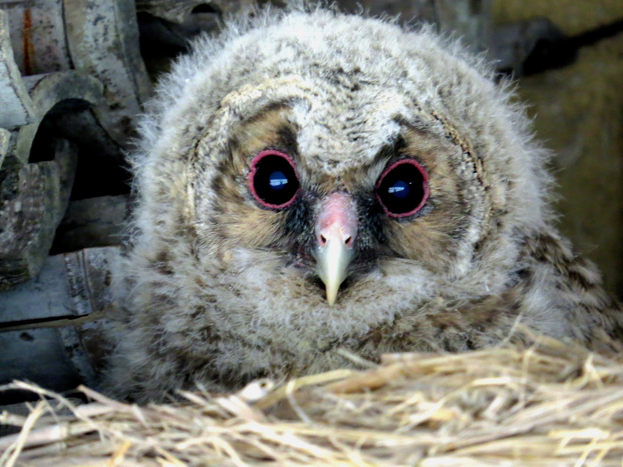 フクロウの雛