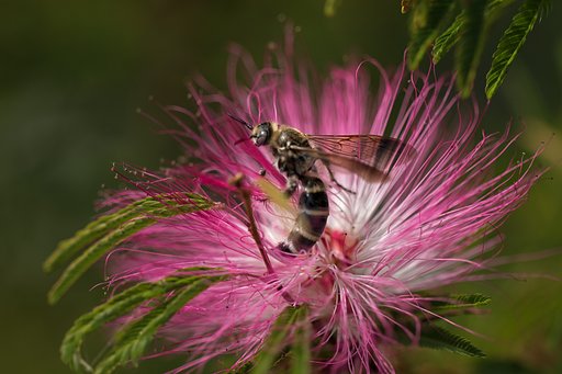 EF100mm F2.8 L IS MACRO