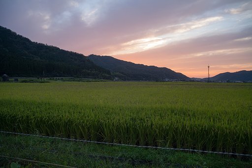 美しい夕焼けに!