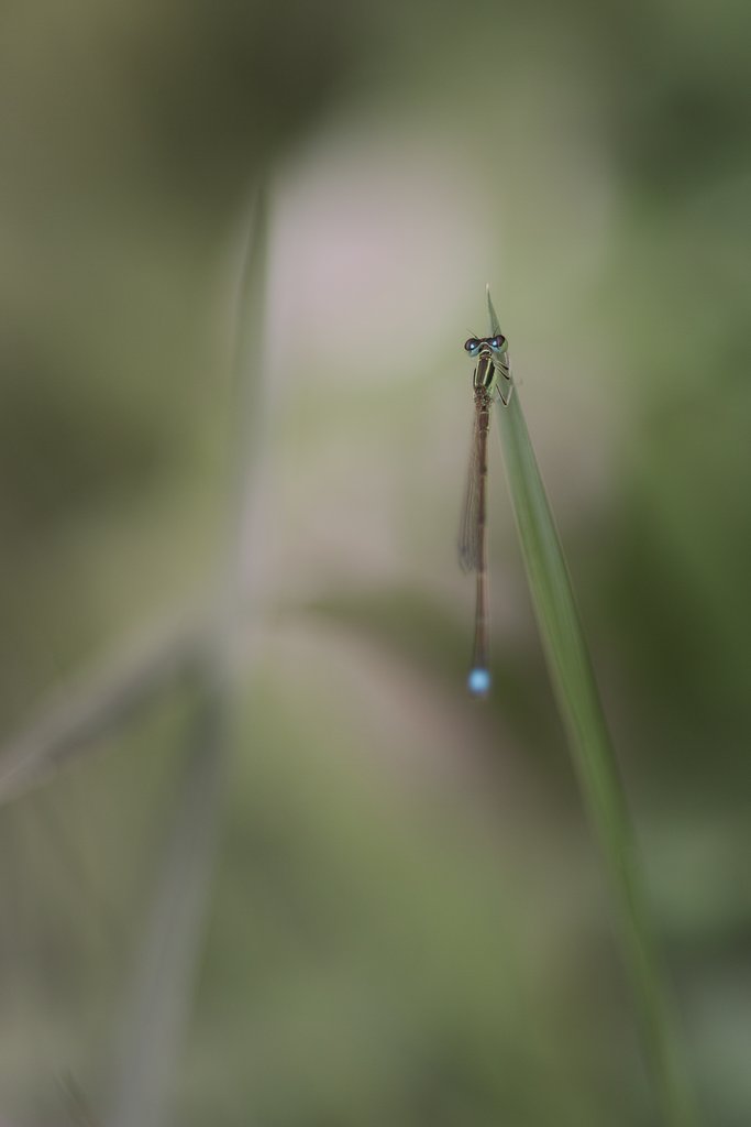 α100㎜F2.8マクロ