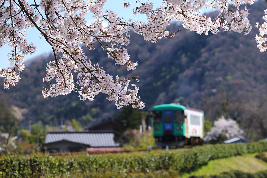 まもなく桜の季節