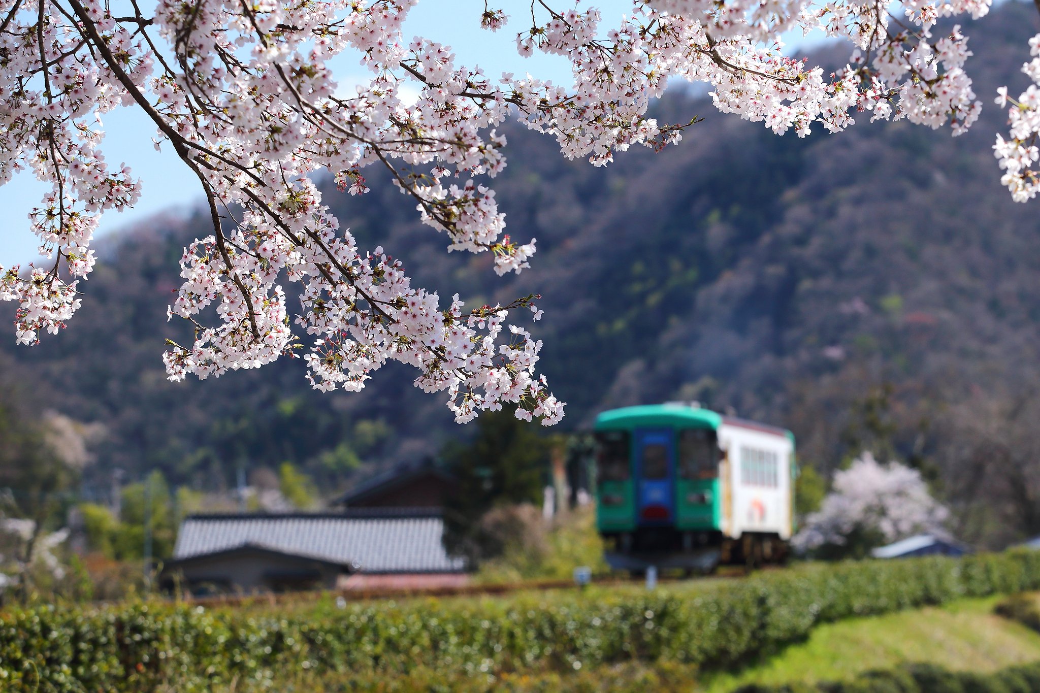 まもなく桜の季節