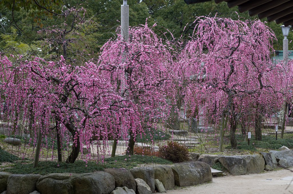 真打登場