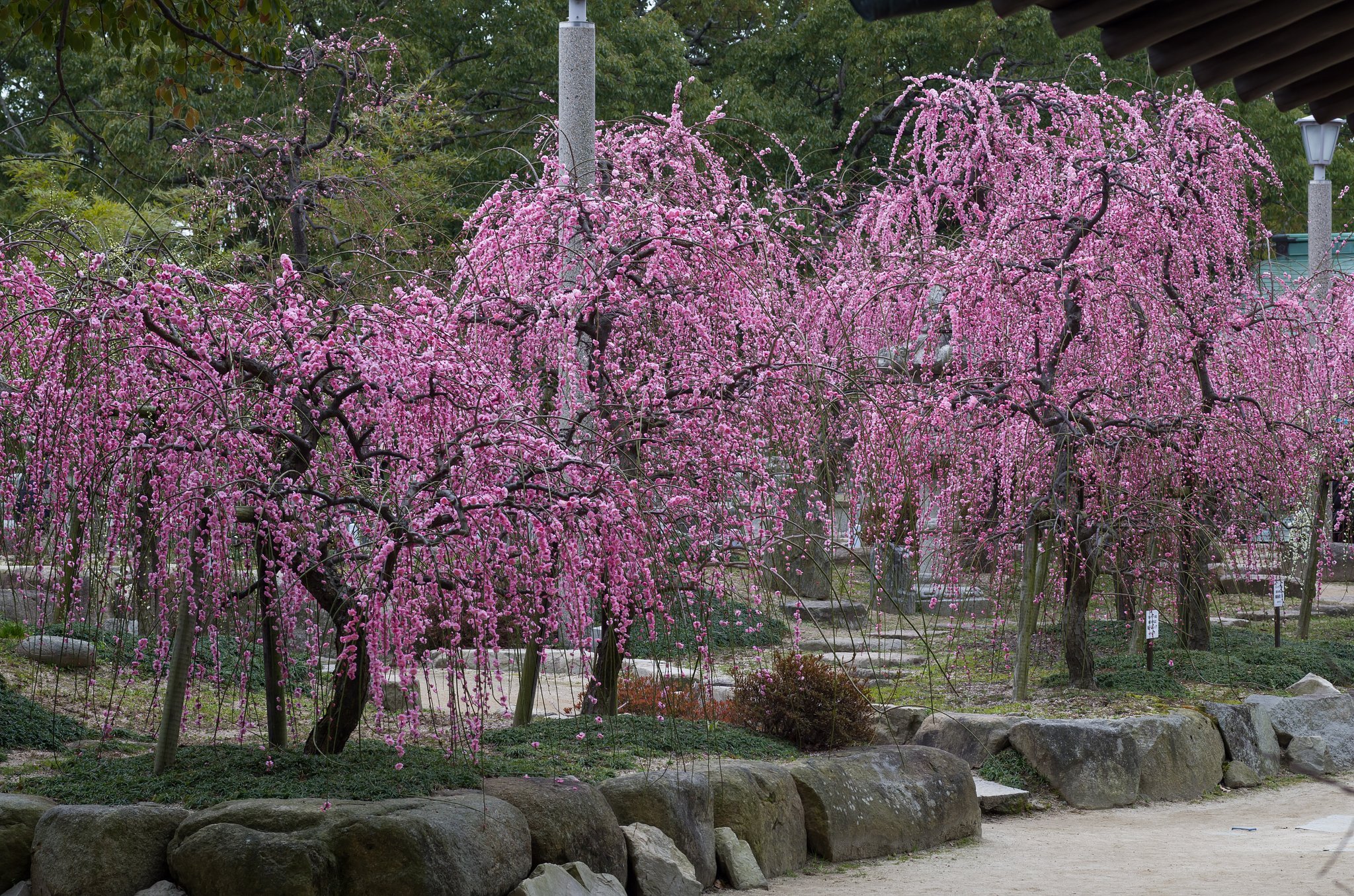 真打登場
