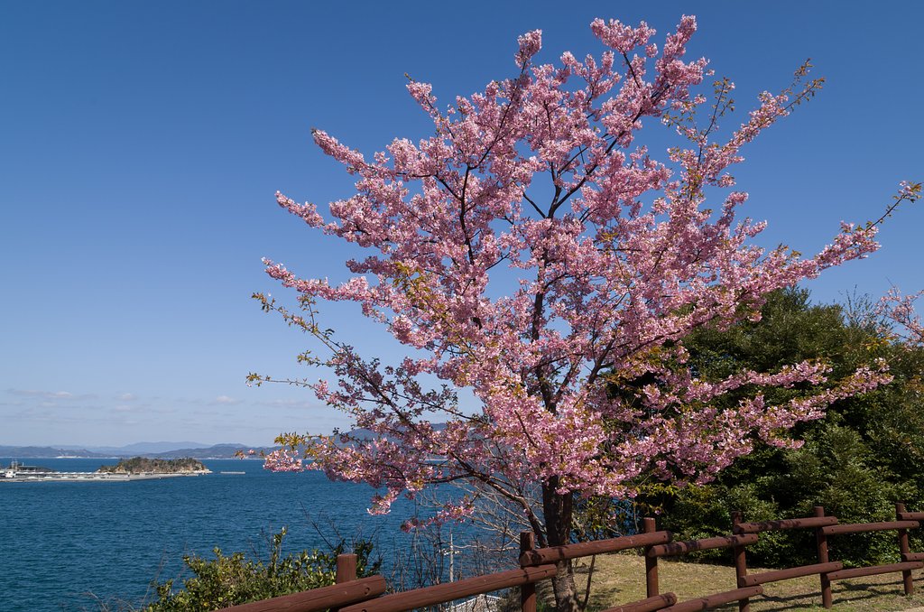 花と海