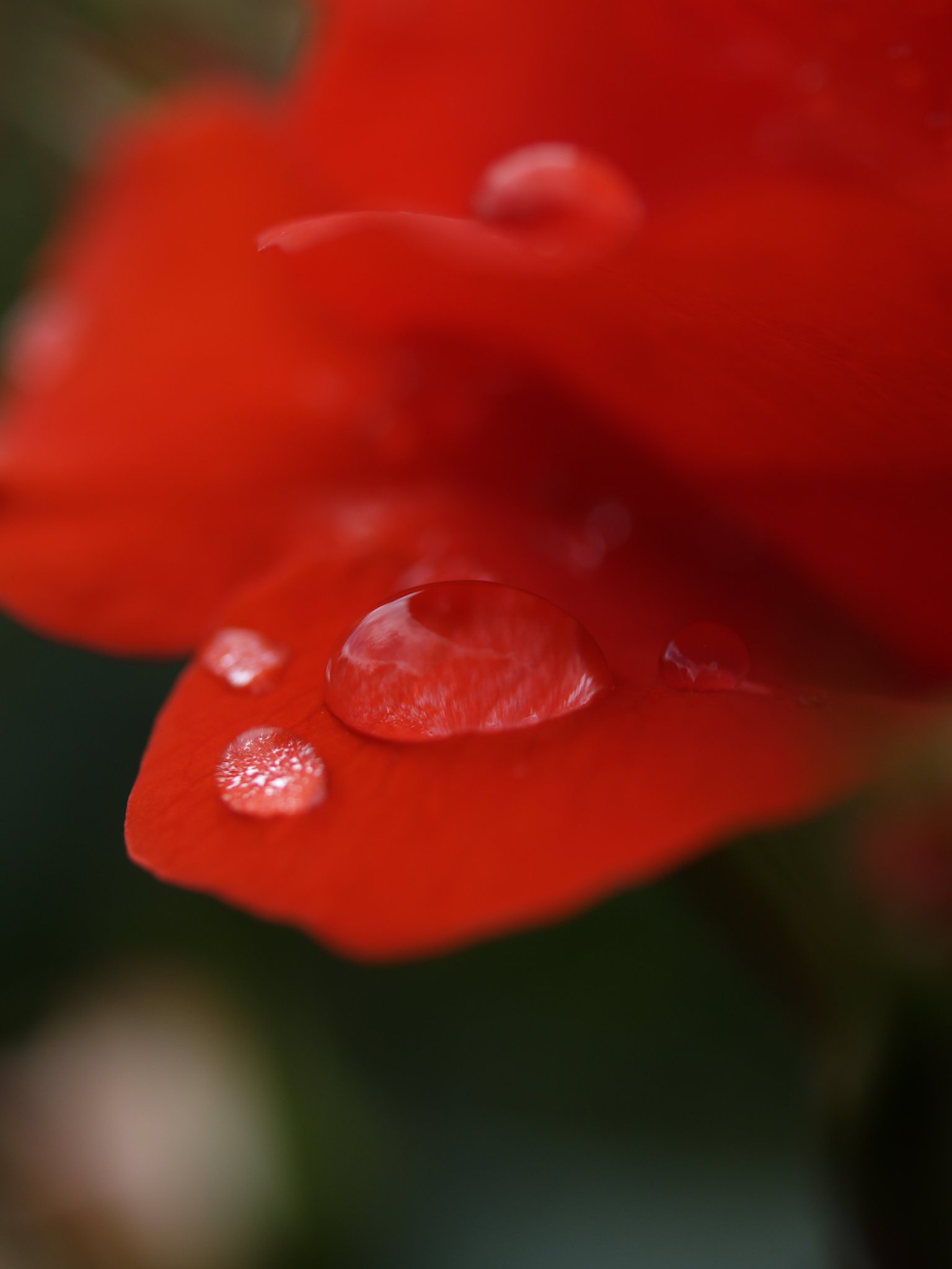 薔薇のしずく