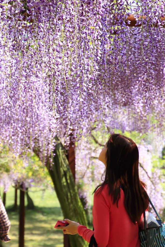 藤娘・フォトジェニック