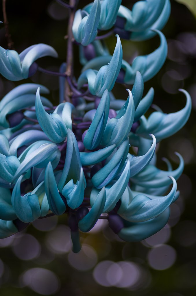 PENTAX-D FA MACRO 100mmF2.8 