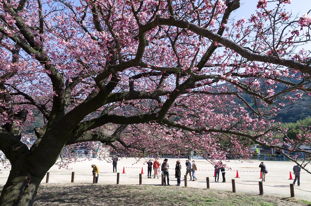 桜