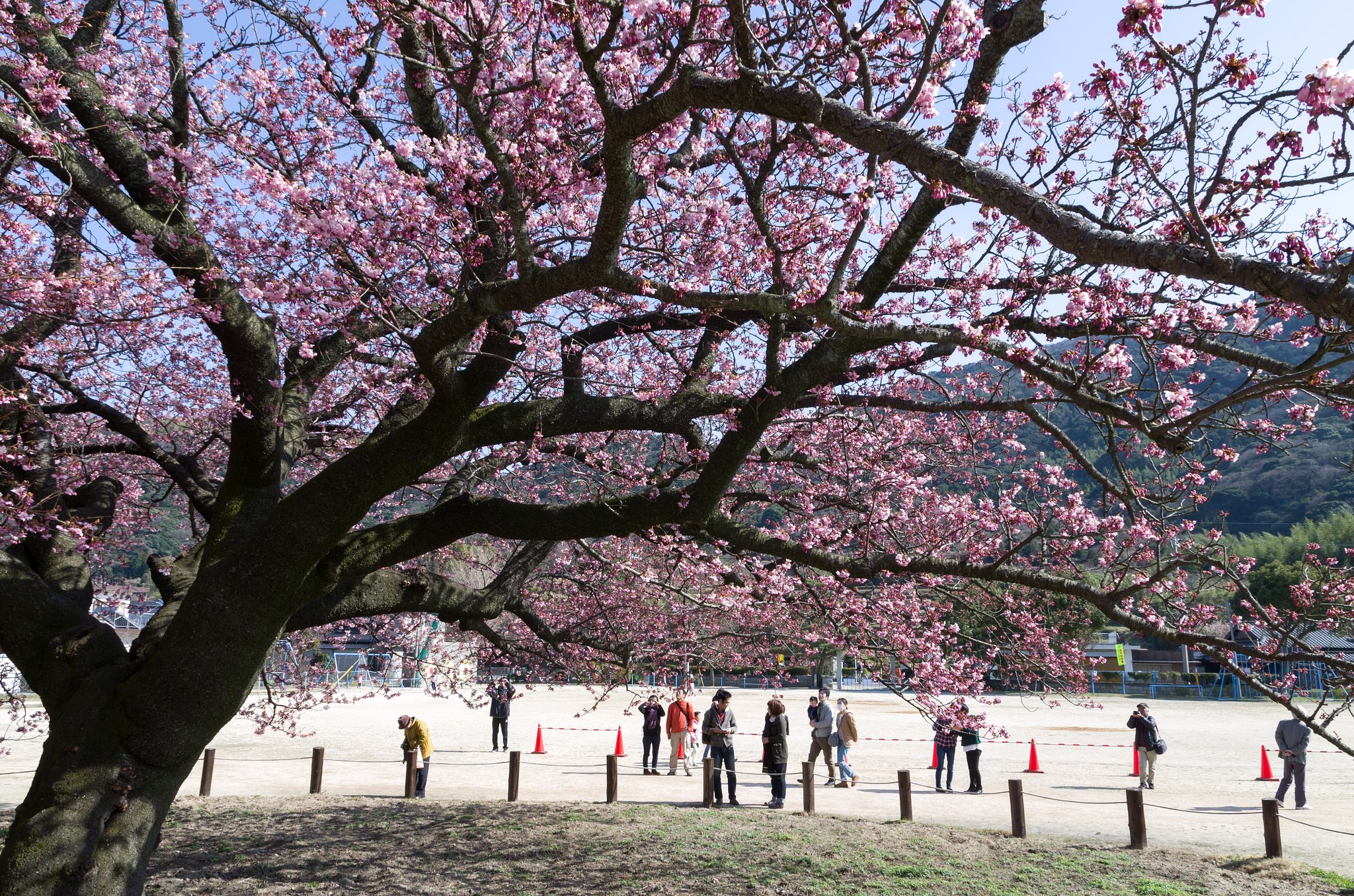 桜